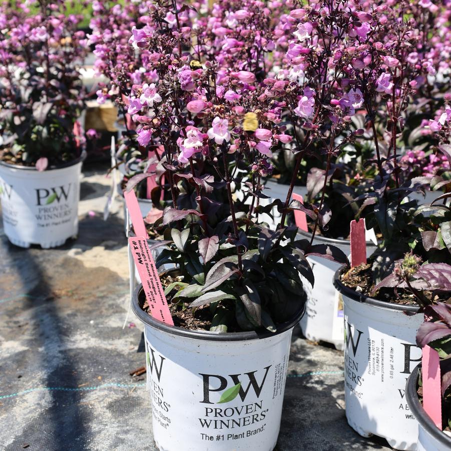 Penstemon Midnight Masquerade