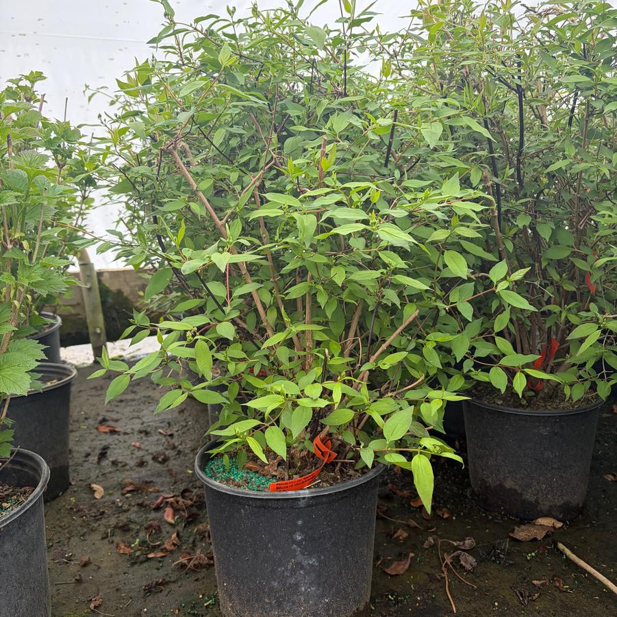 Philadelphus x virginalis Minnesota Snowflake