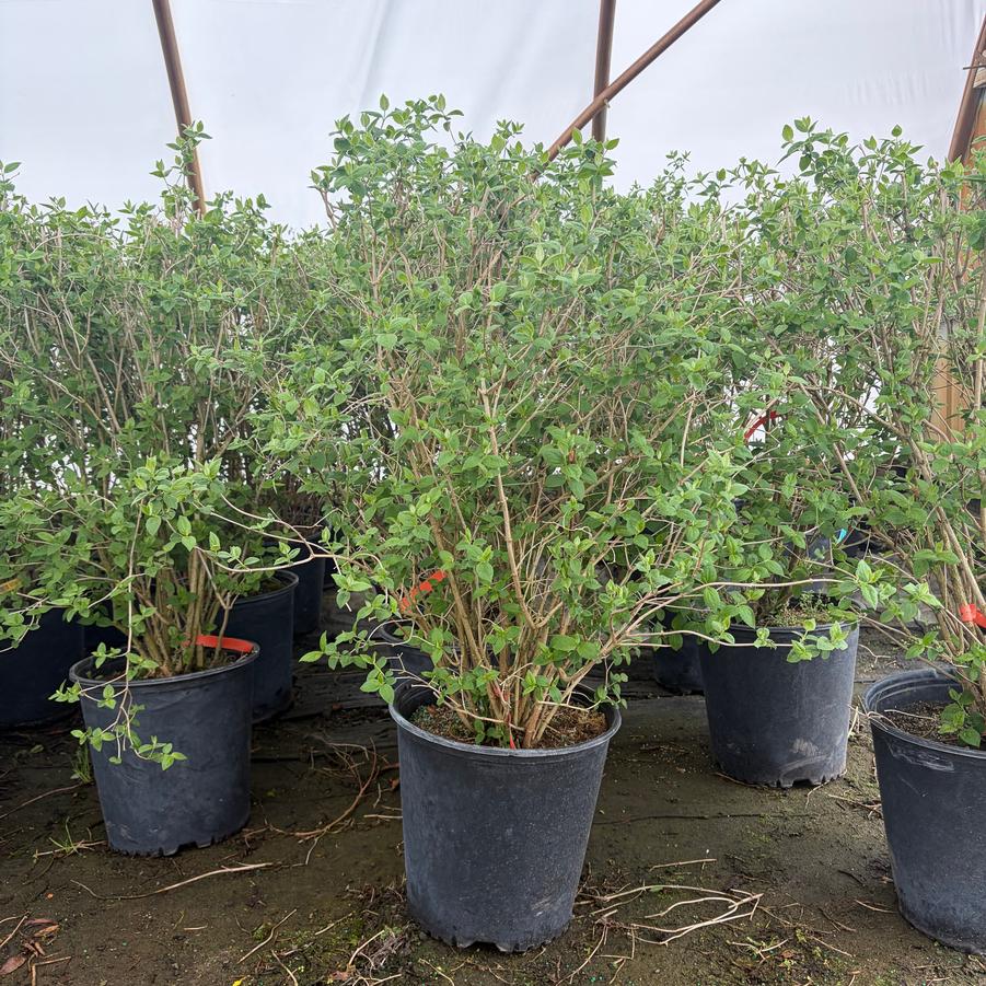 Philadelphus lewisii Blizzard