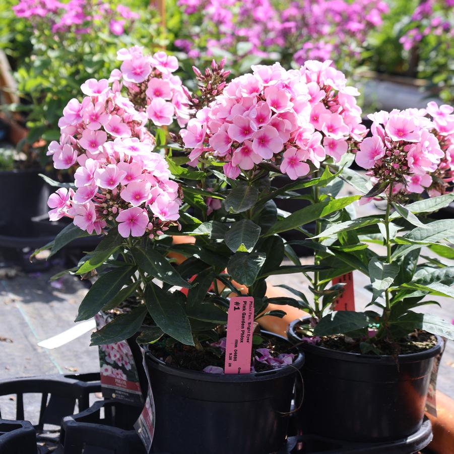 Phlox paniculata Bright Eyes