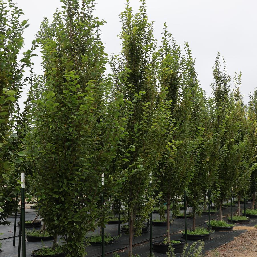 Carpinus betulus Fastigiata
