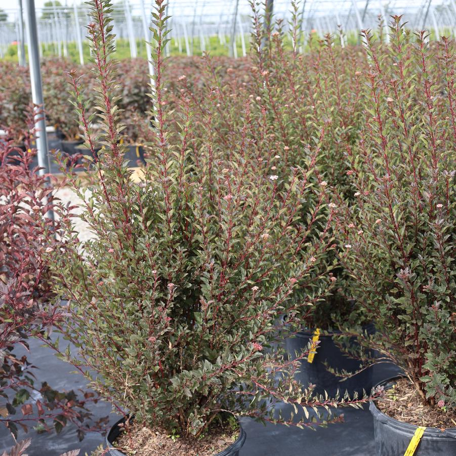 Physocarpus opulifolius Little Devil&trade;