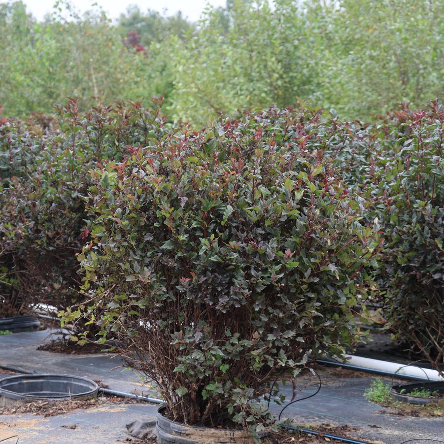Physocarpus opulifolius Summer Wine&reg; 