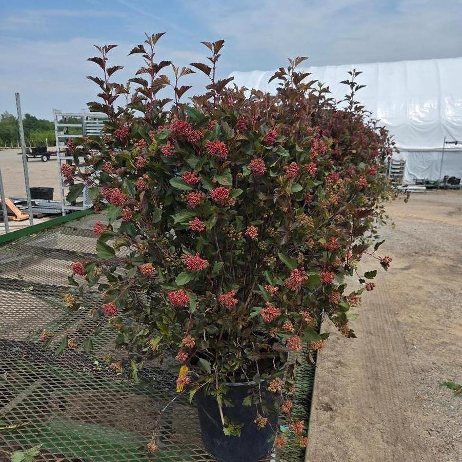 Physocarpus opulifolius Summer Wine&reg; 