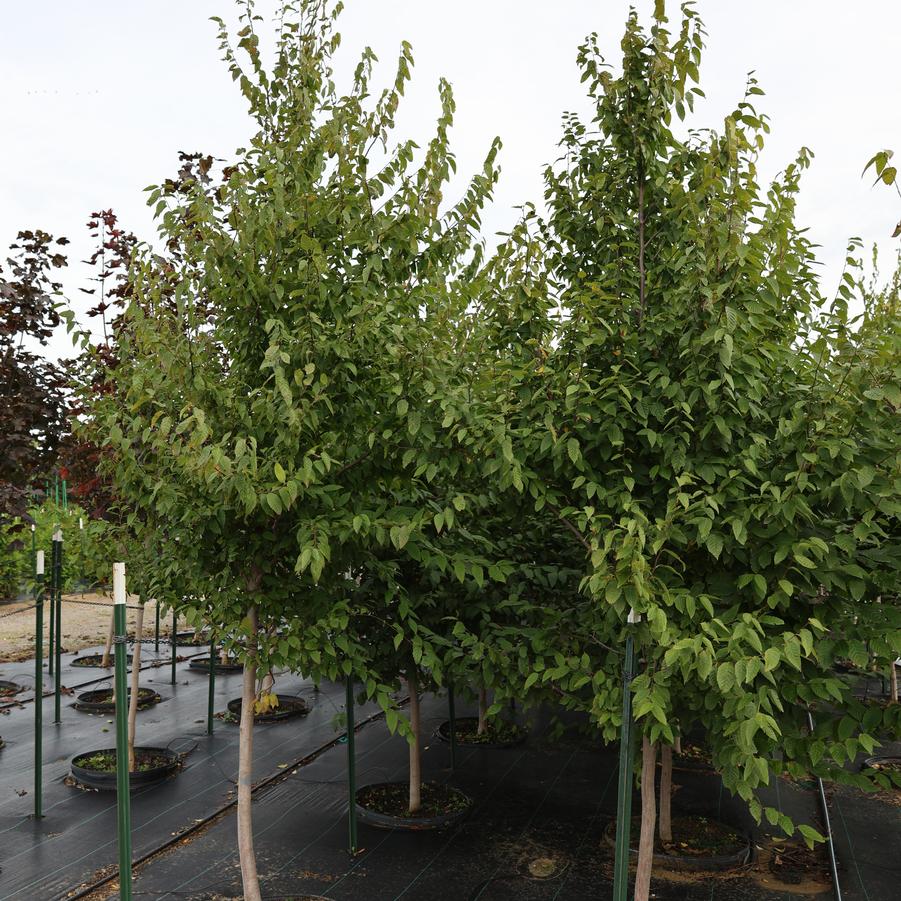 Carpinus caroliniana 