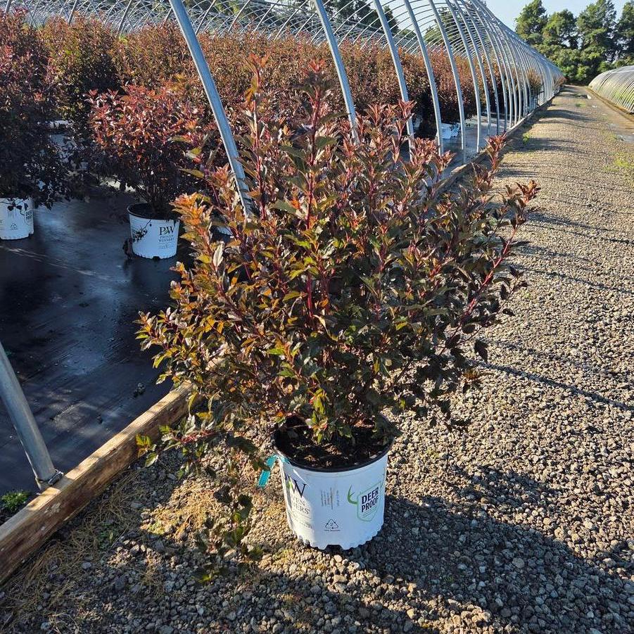 Physocarpus opulifolius Tiny Wine&reg; 