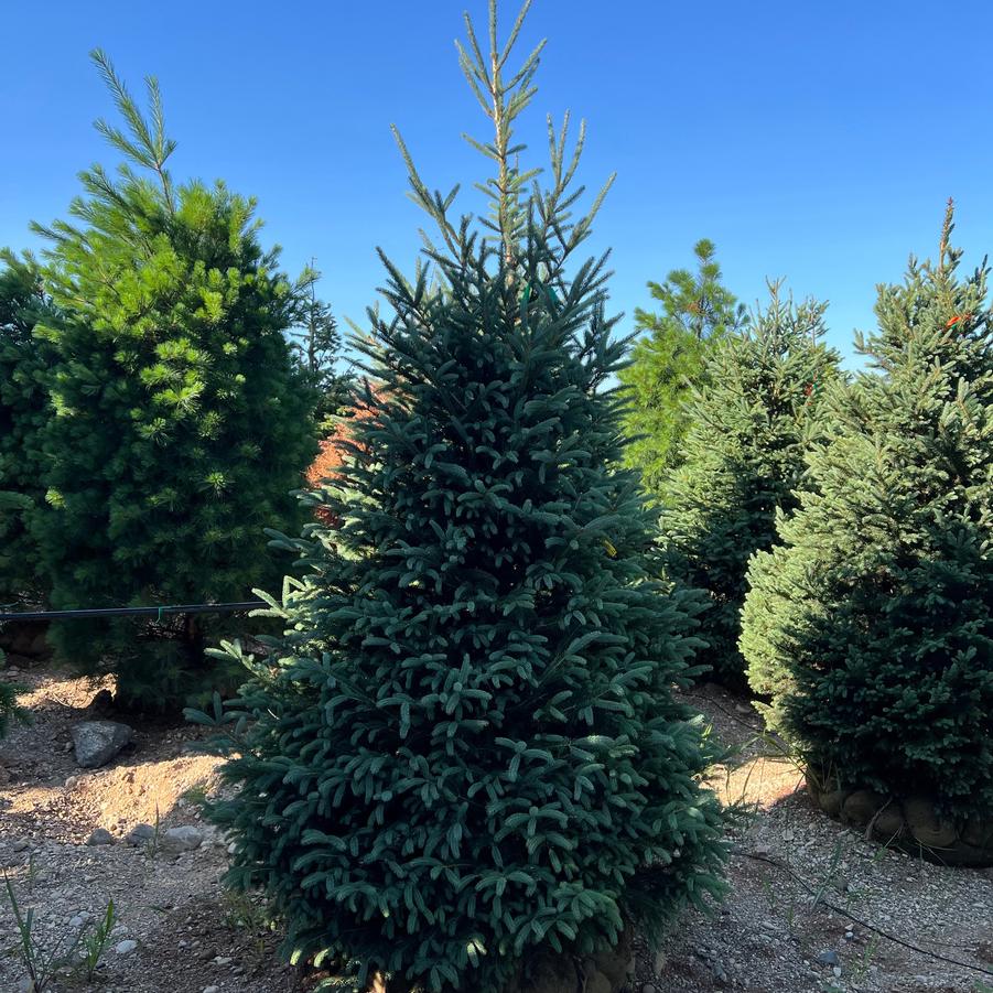 Picea glauca Montrose Spire