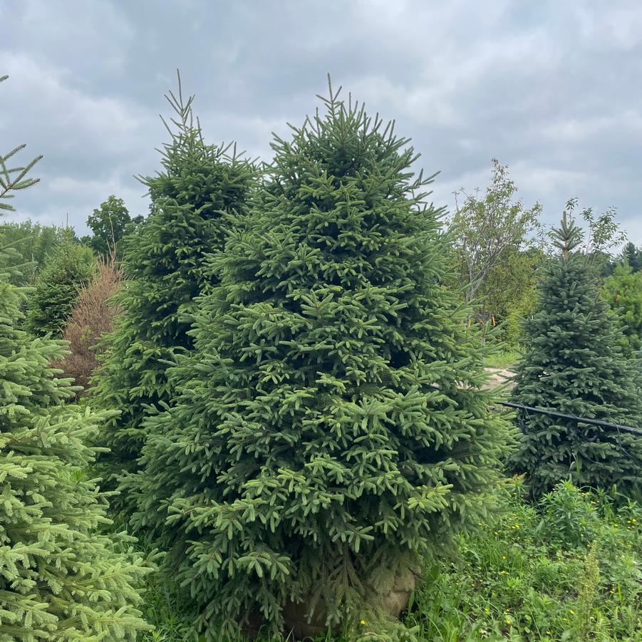 Picea glauca Montrose Spire