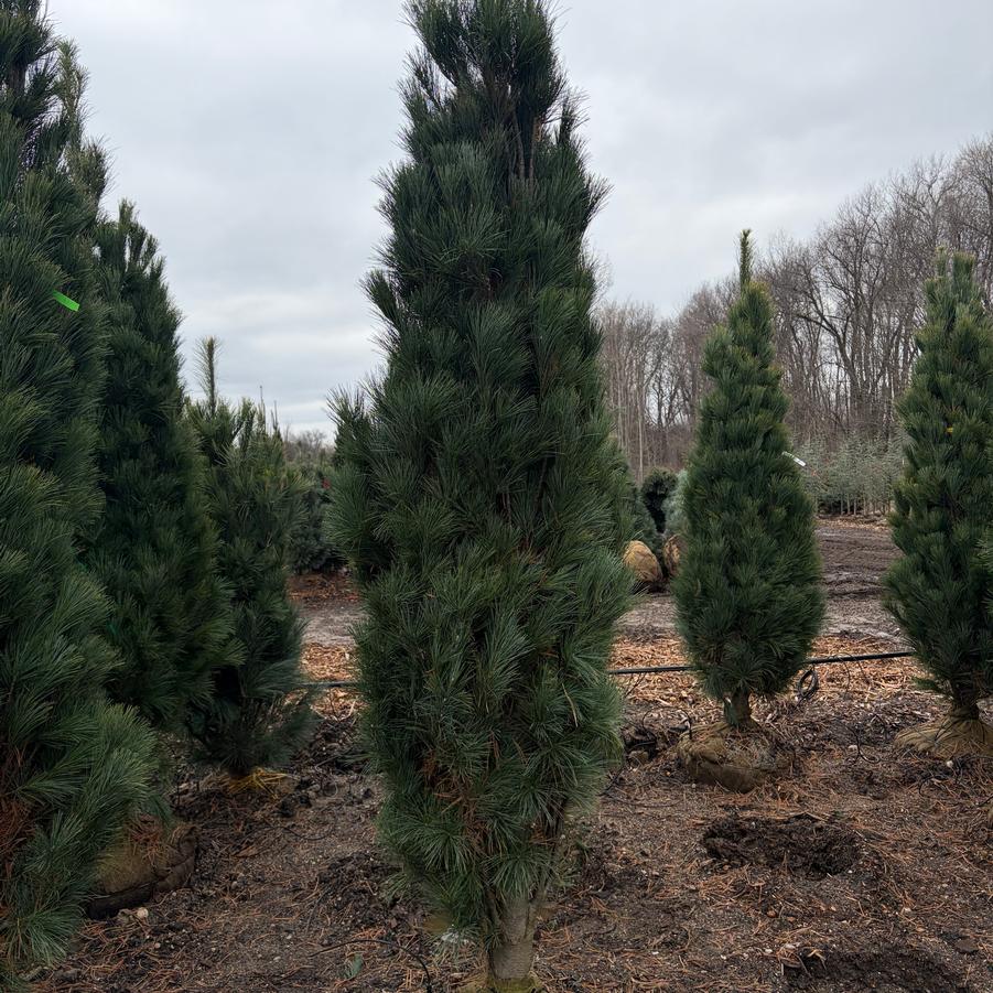 Pinus strobus Stowe Pillar