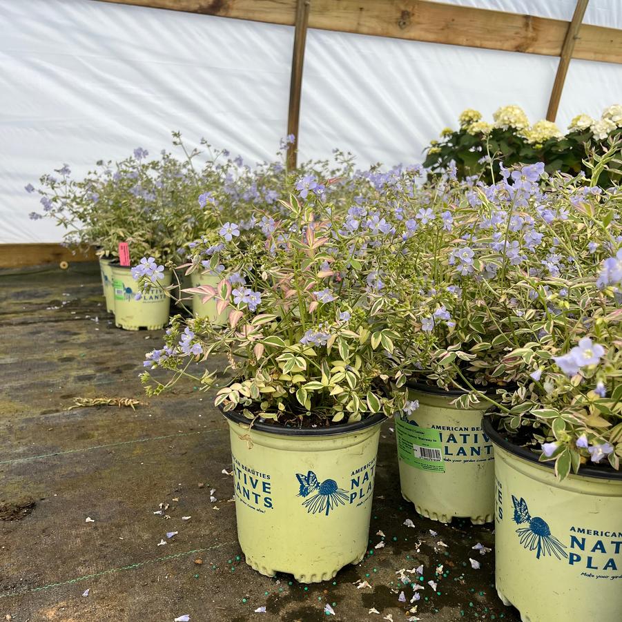 Polemonium reptans Stairway to Heaven