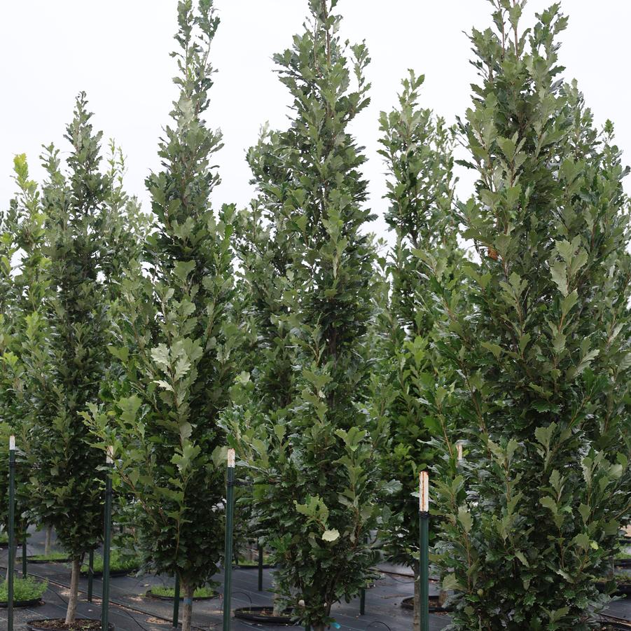 Quercus robur x bicolor Kindred Spirit&reg;