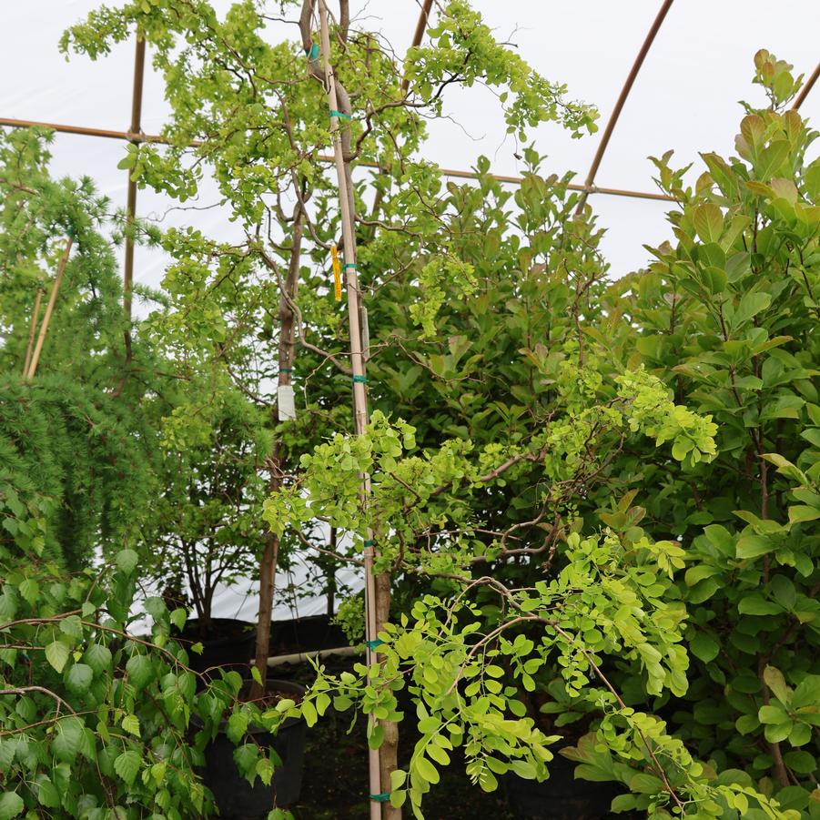 Robinia pseudoacacia Twisty Baby&trade;