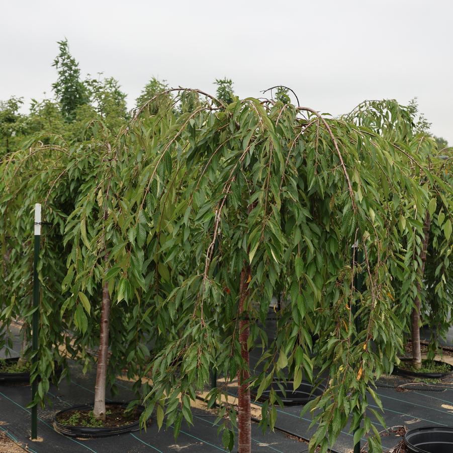 Prunus Snow Fountains&reg;