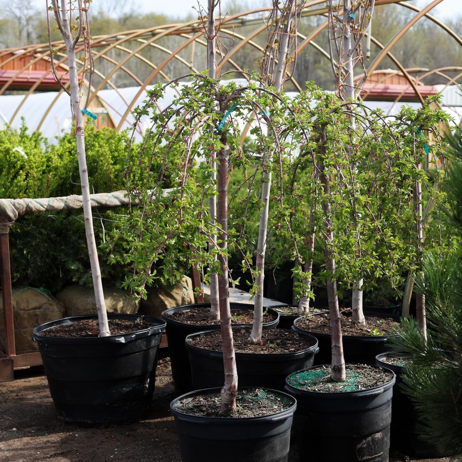 Prunus Snow Fountains&reg;