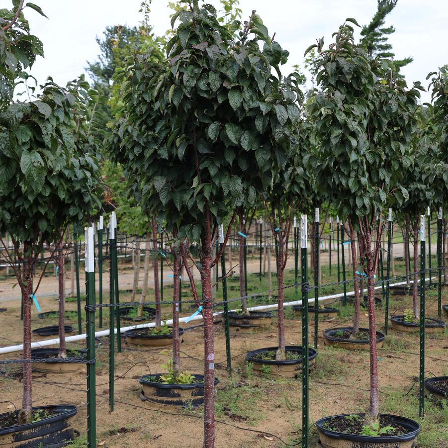 Prunus sargentii Pink Flair&reg;
