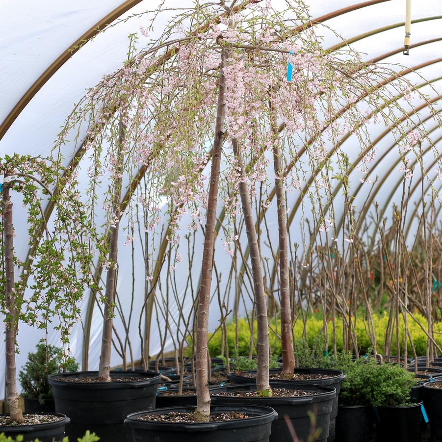 Prunus subhirtella var. pendula 