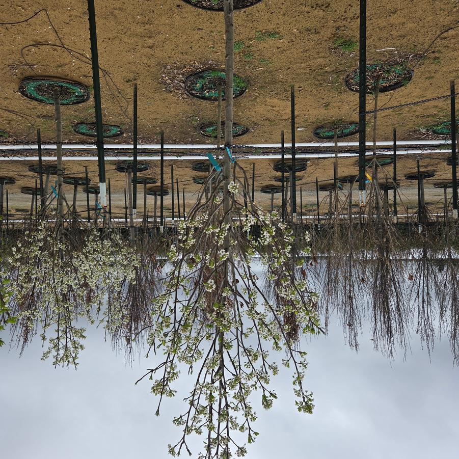 Pyrus calleryana Cleveland Select