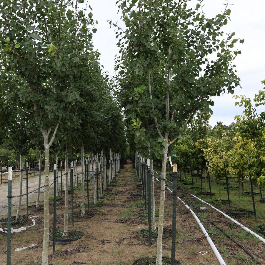 Populus 'Klaus Select'