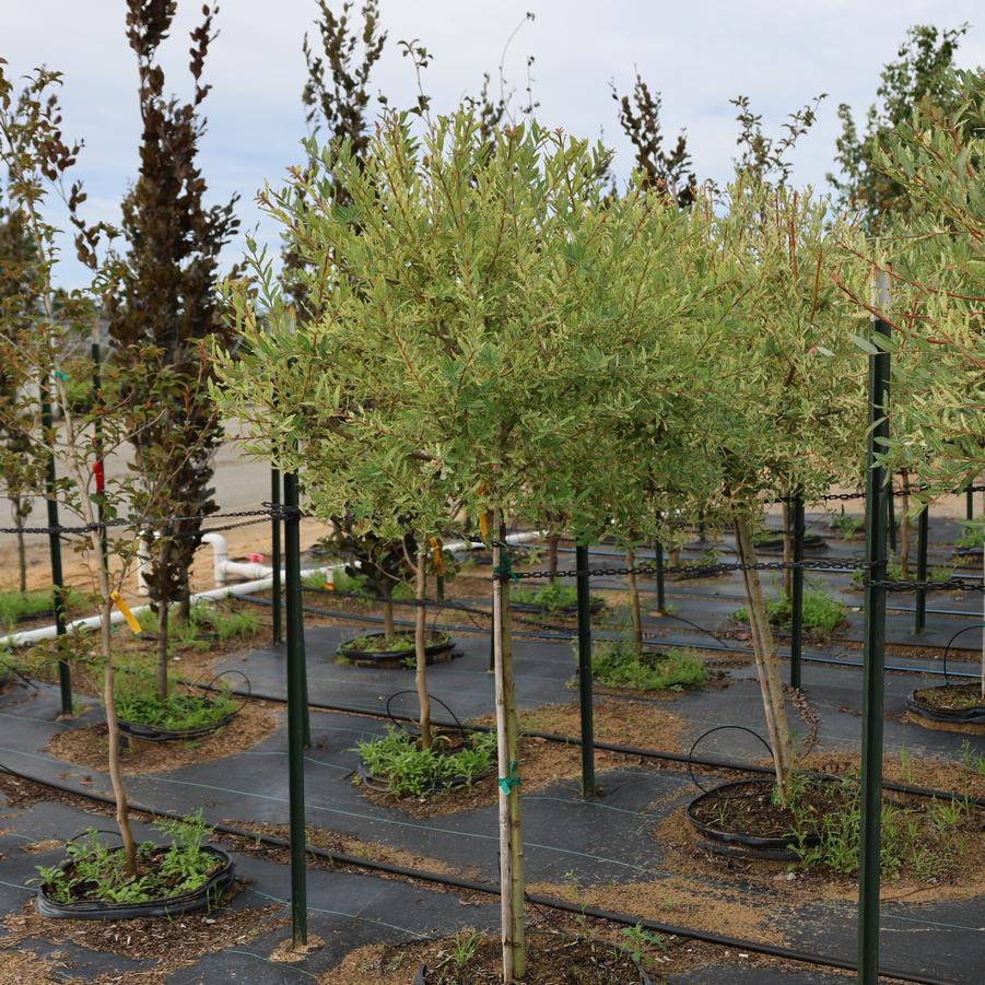Salix integra Hakuro-Nishiki