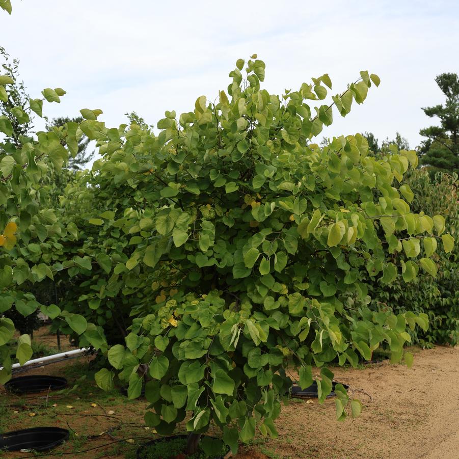 Cercis canadensis 