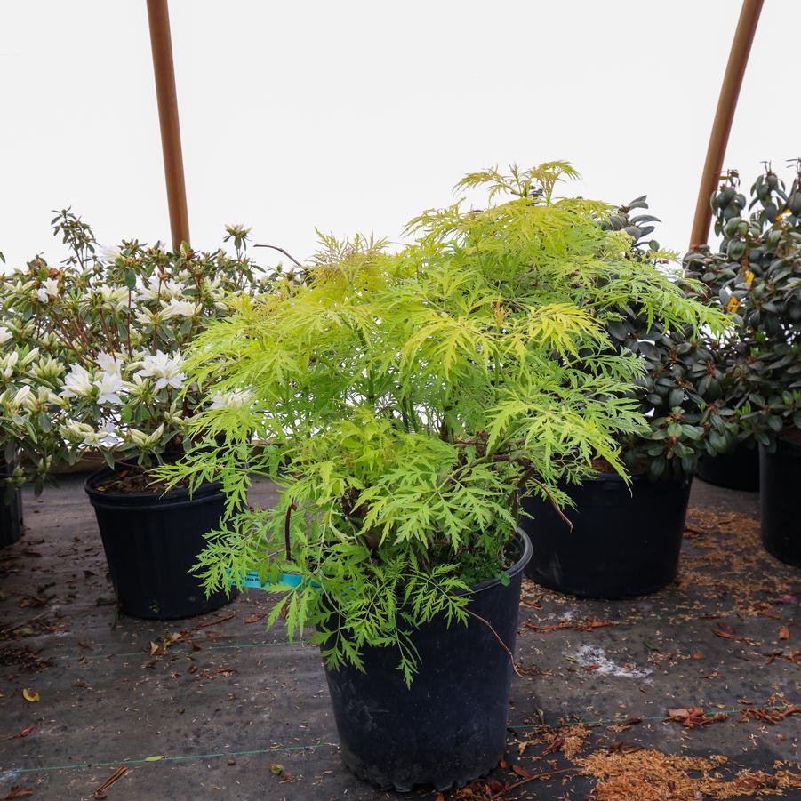 Sambucus racemosa Lemony Lace&reg;