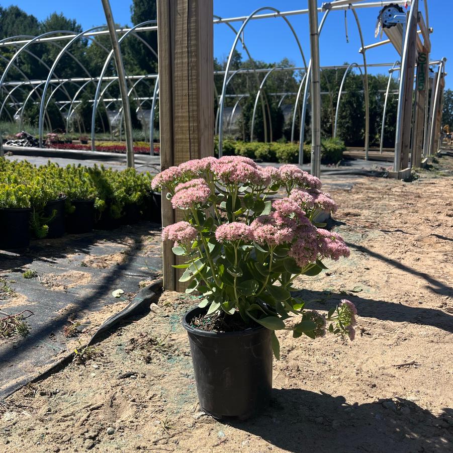 Sedum spectabile Autumn Fire