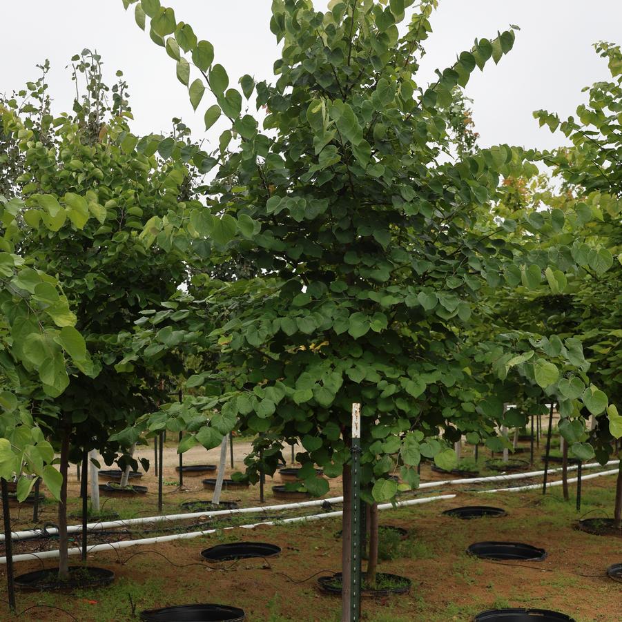 Cercis canadensis 