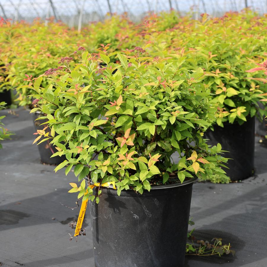 Spiraea japonica Magic Carpet