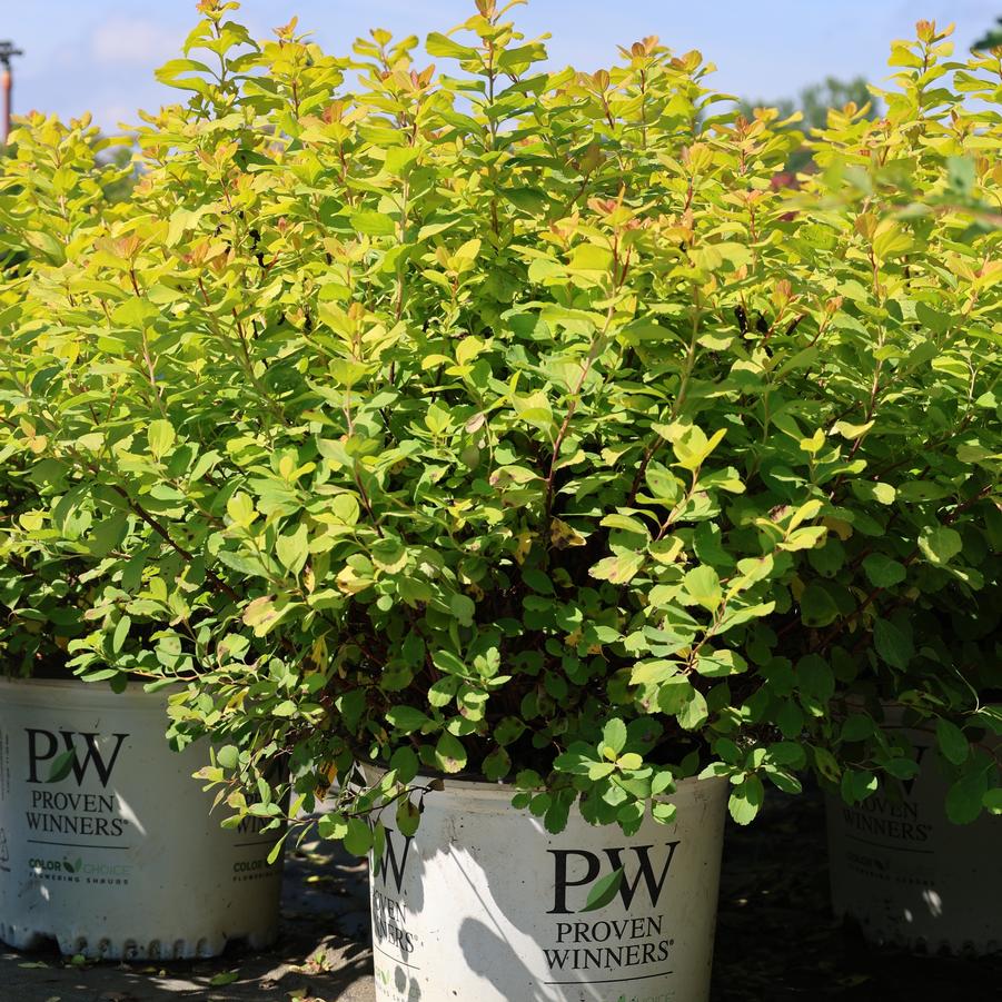 Spiraea betulifolia Glow Girl&reg;