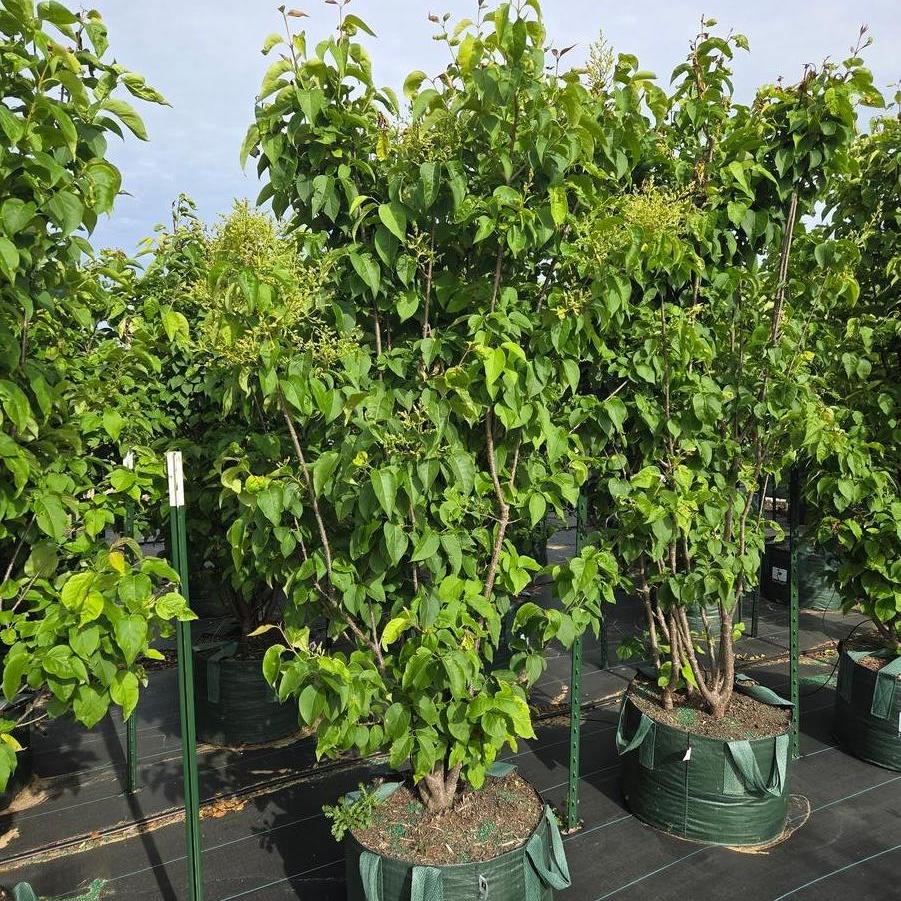 Syringa reticulata Ivory Silk