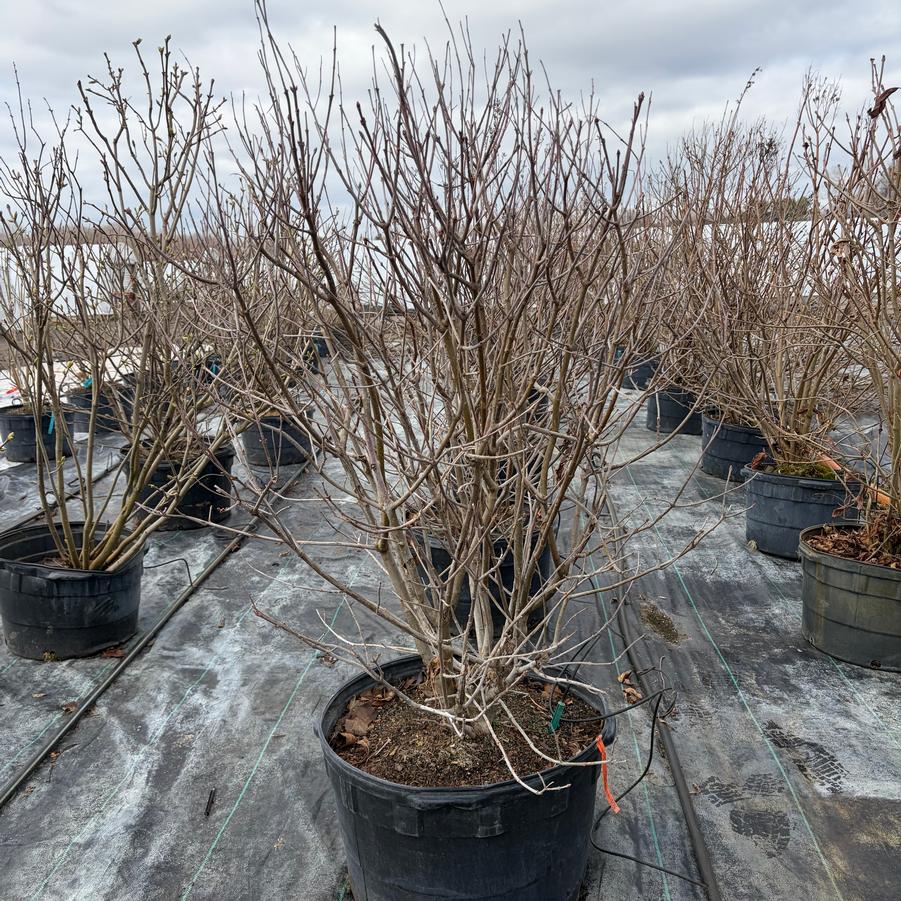 Syringa x prestoniae Donald Wyman