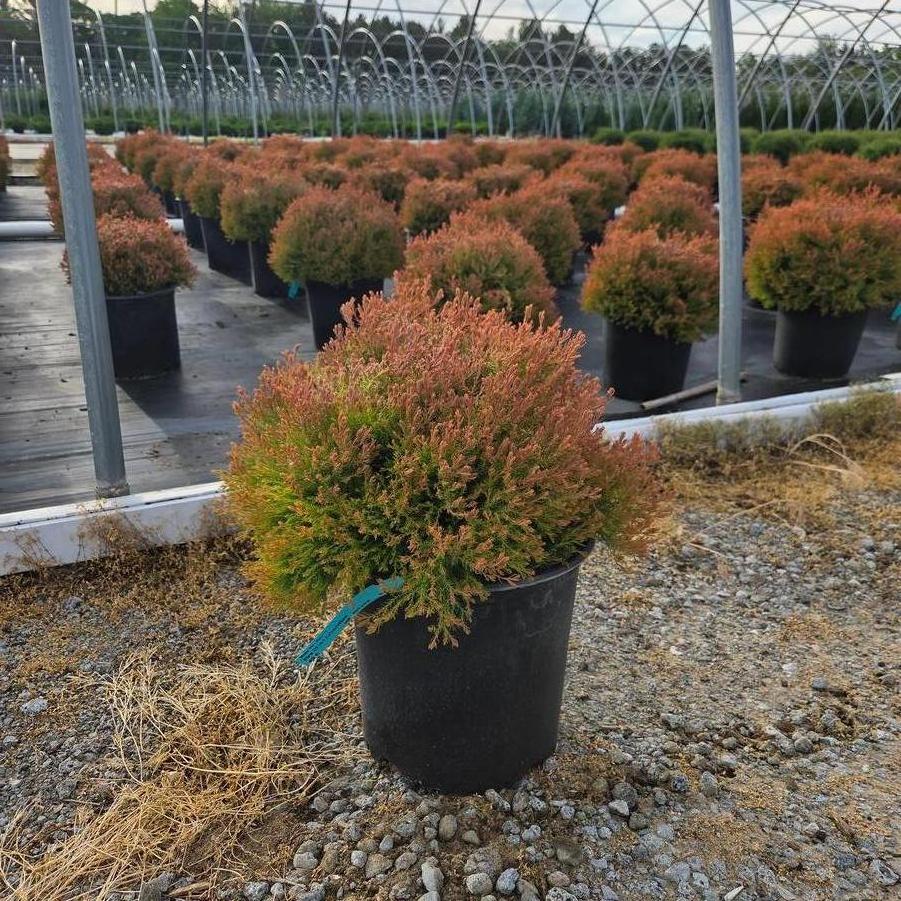 Thuja occidentalis Fire Chief&trade;
