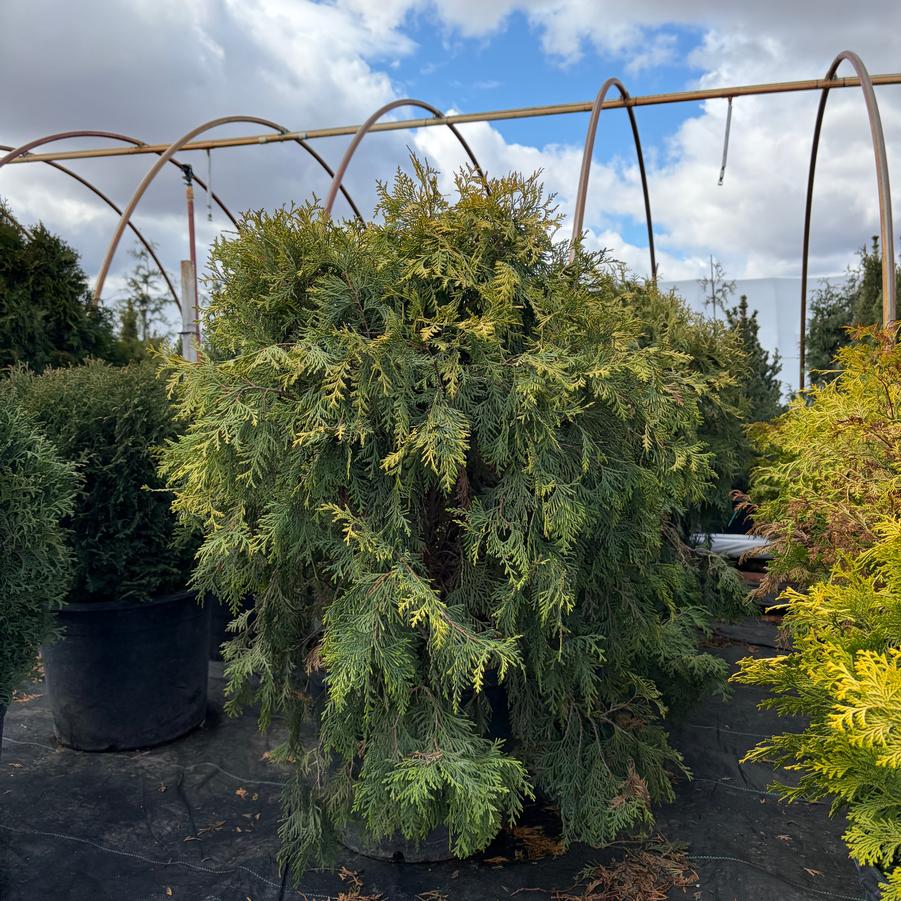 Thuja occidentalis Golden Globe (Aurea)