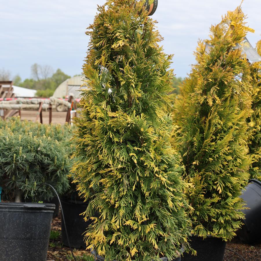 Thuja plicata Forever Goldy&trade;