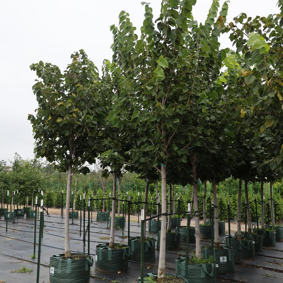 Tilia americana Boulevard