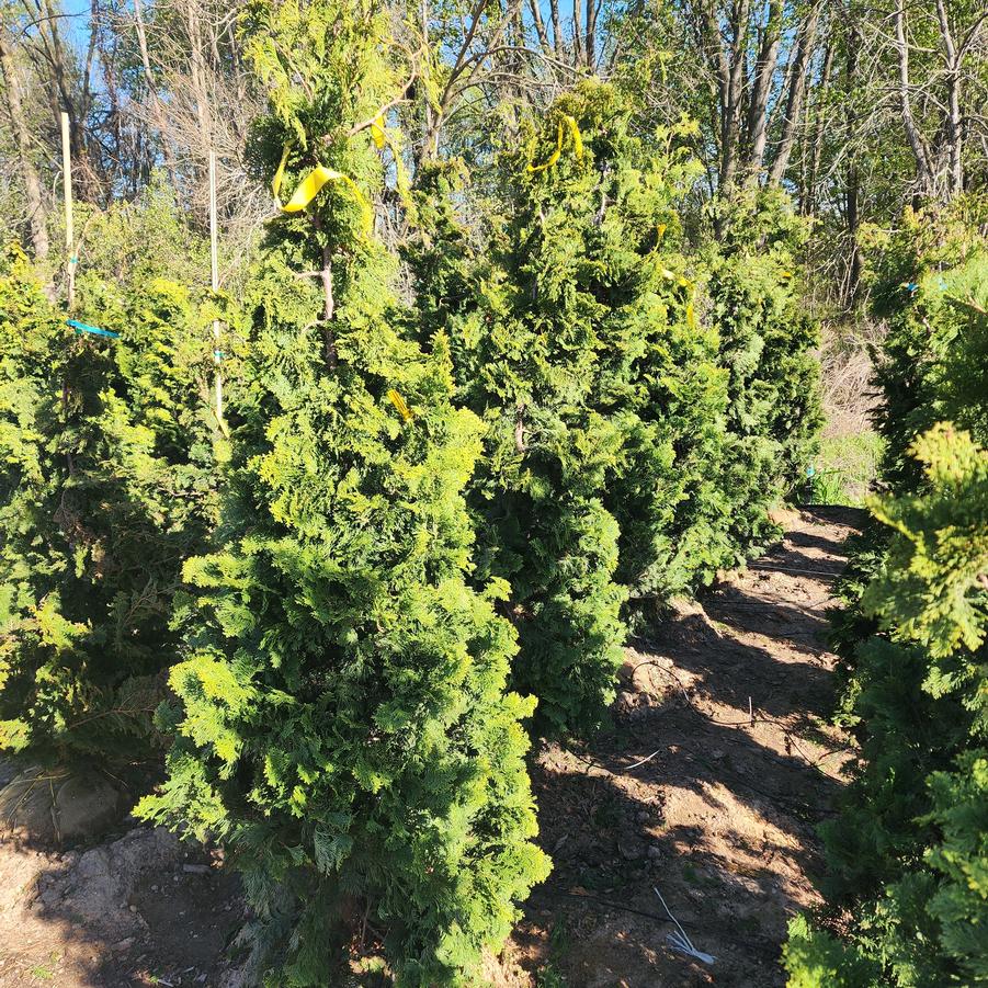 Chamaecyparis obtusa Compacta