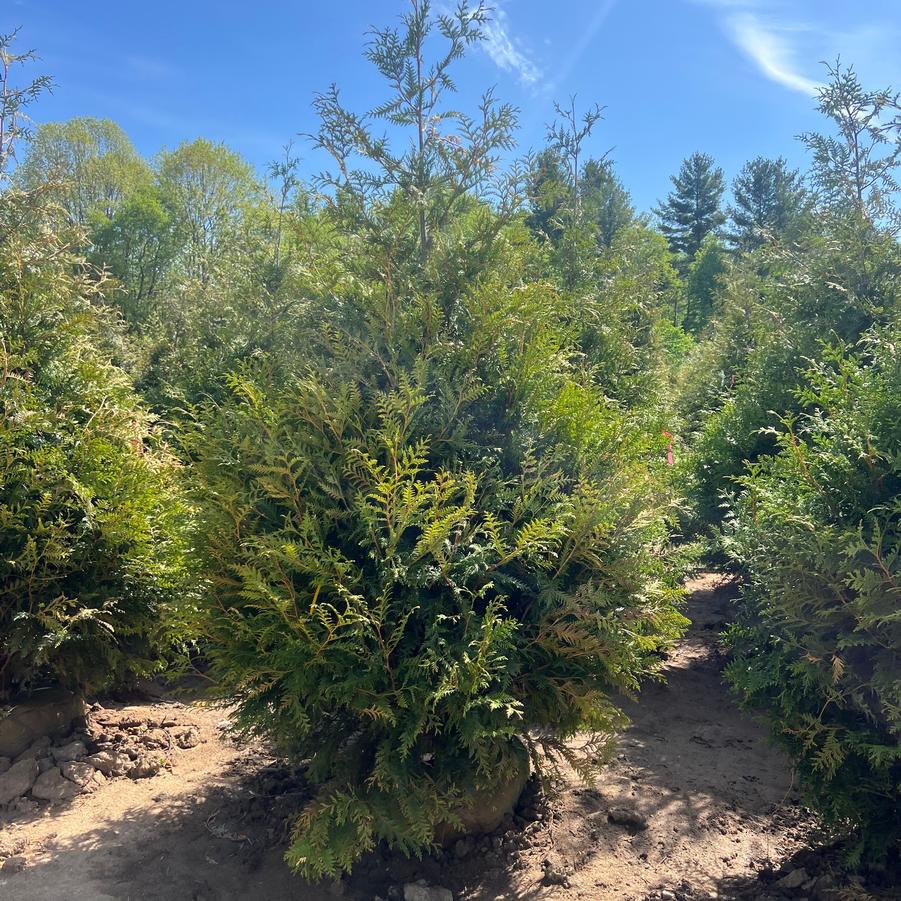 Thuja Green Giant