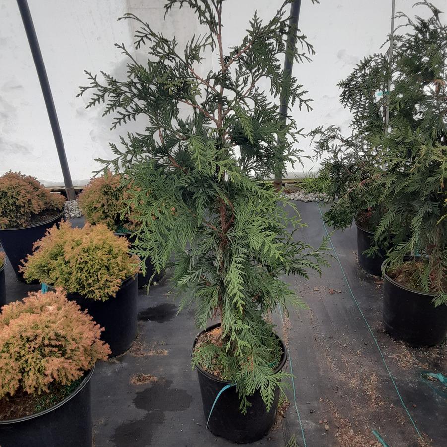 Thuja Green Giant