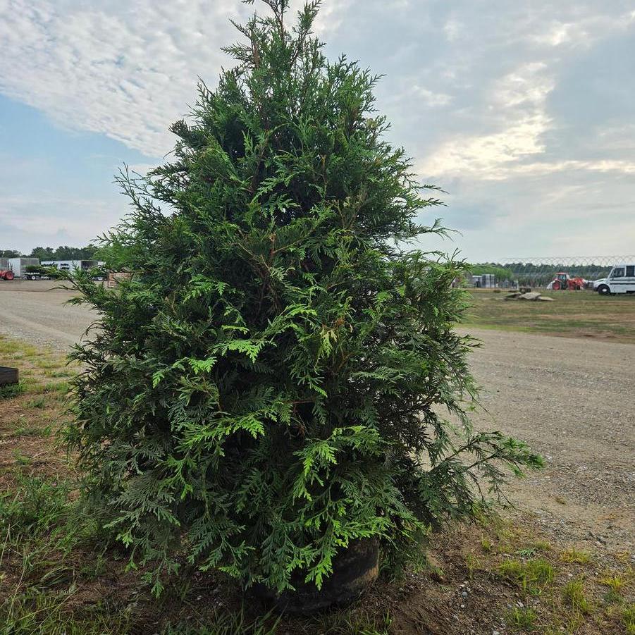 Thuja Green Giant