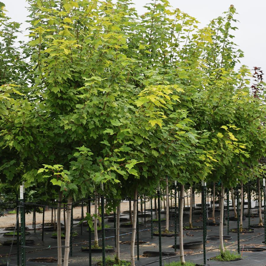 Acer rubrum October Glory