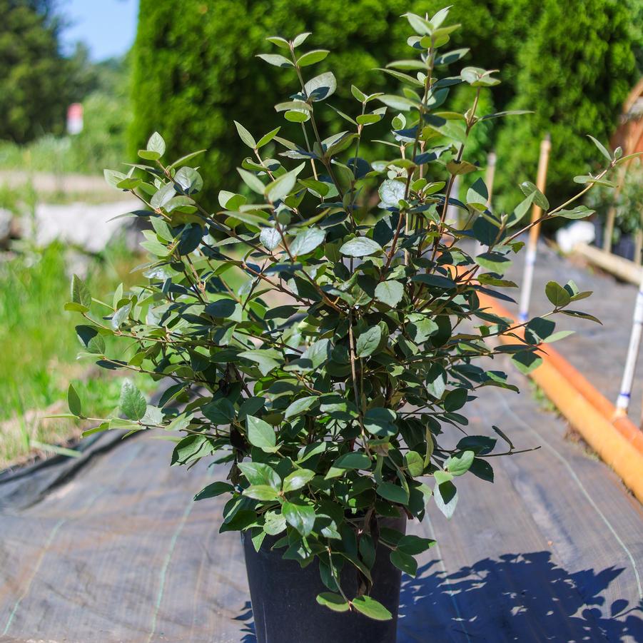 Viburnum carlesii 