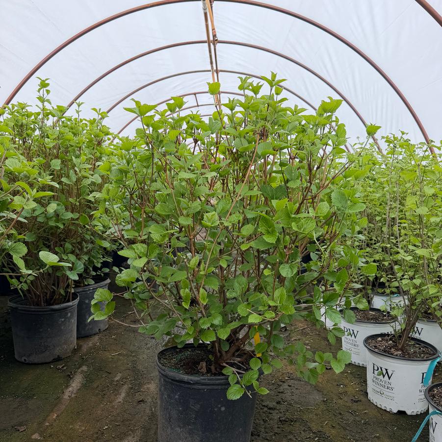Viburnum dentatum Chicago Lustre&reg;