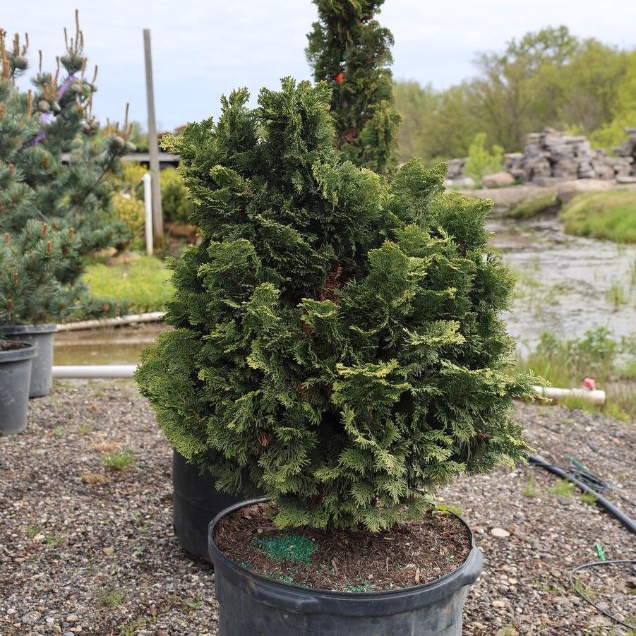 Chamaecyparis obtusa Nana