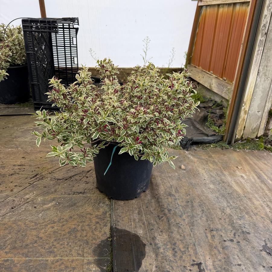 Weigela florida My Monet Purple Effect&reg;