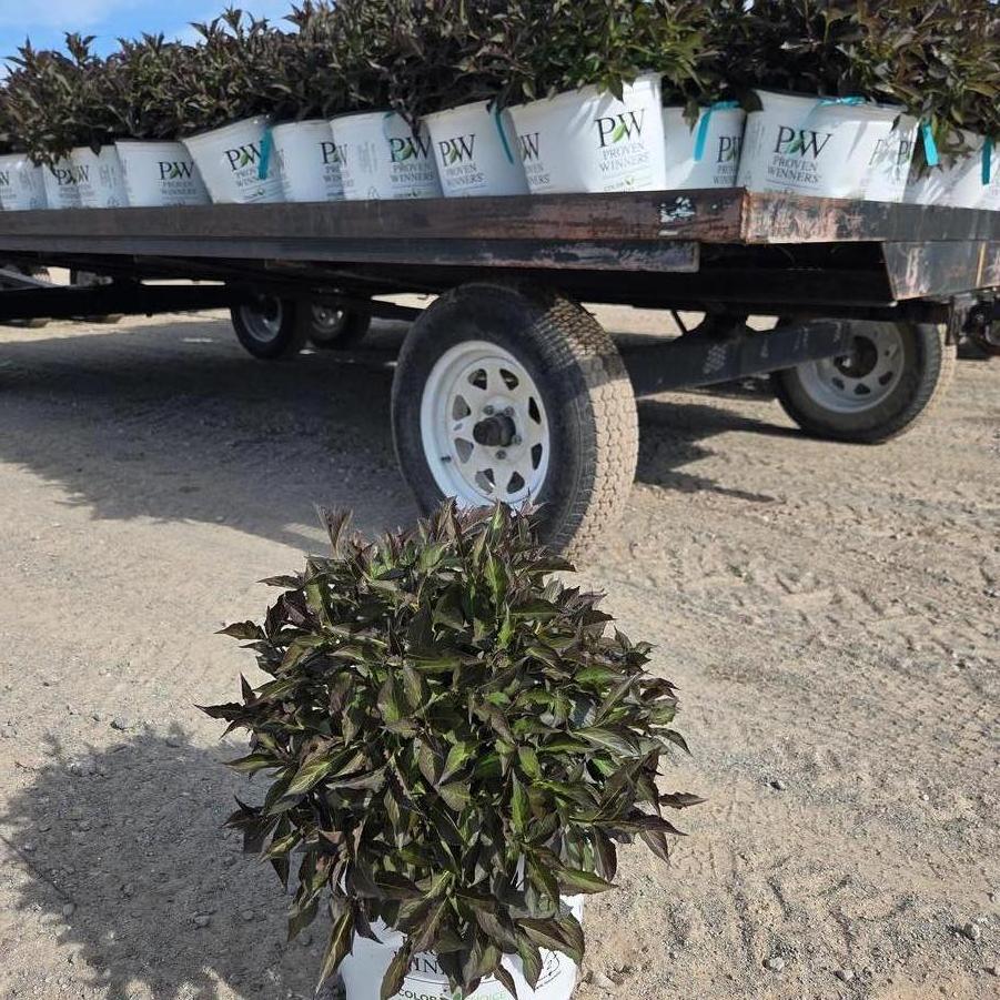 Weigela florida Spilled Wine&reg;