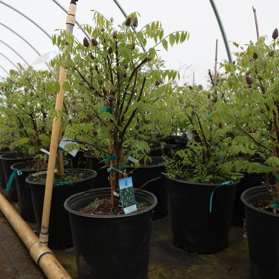 Wisteria macrostachya Summer Cascade&trade;