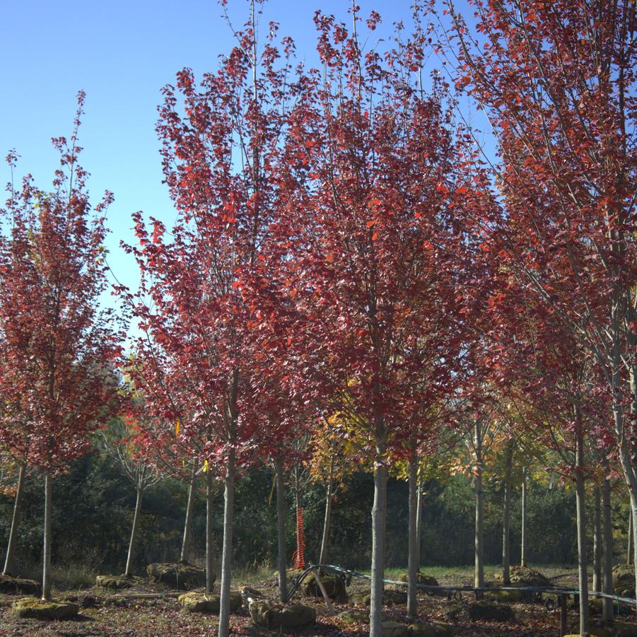 Acer rubrum October Glory
