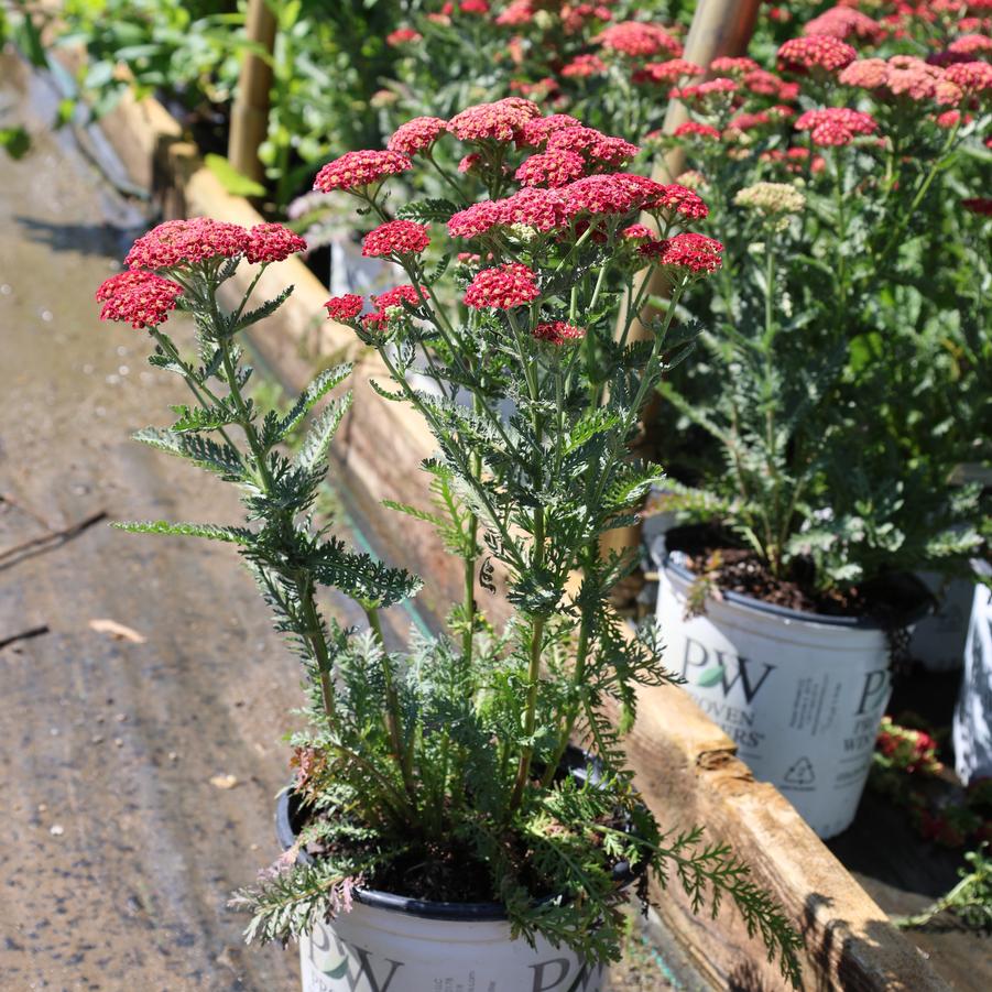 Achillea Firefly Red Pop