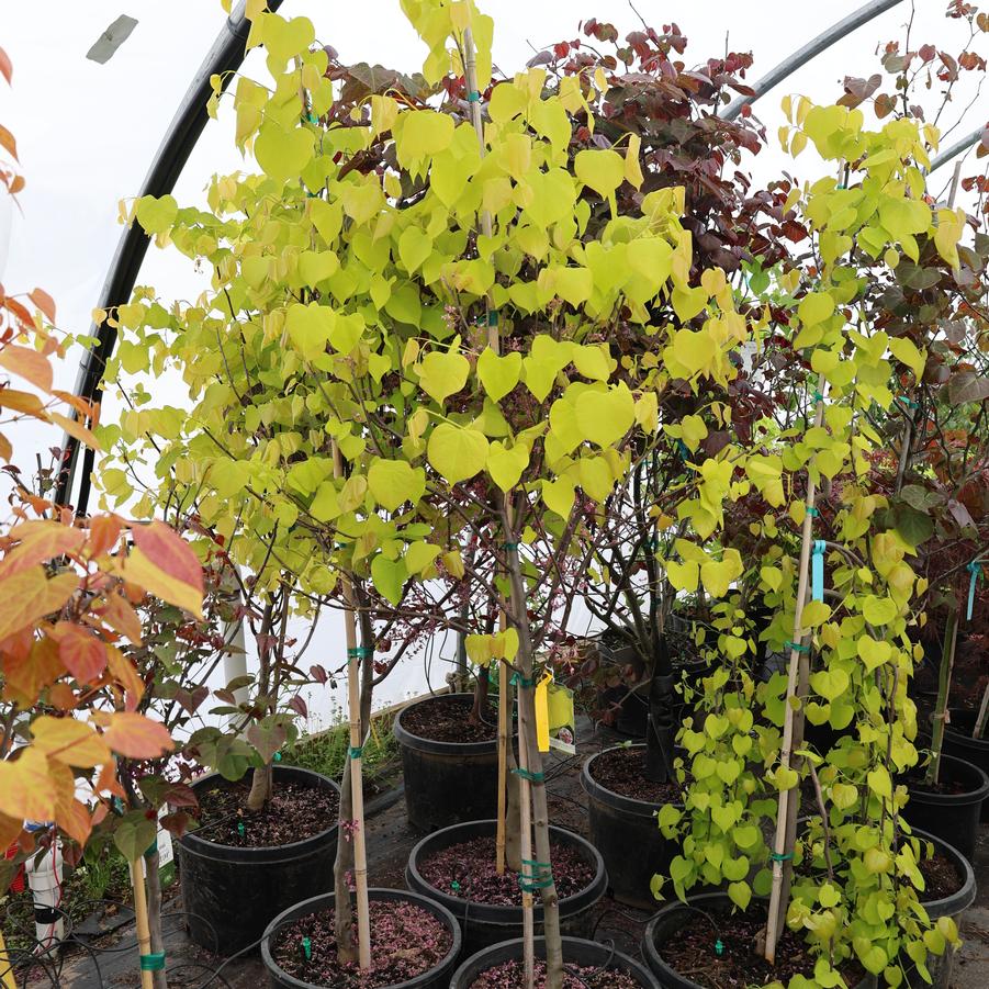 Cercis canadensis Hearts of Gold