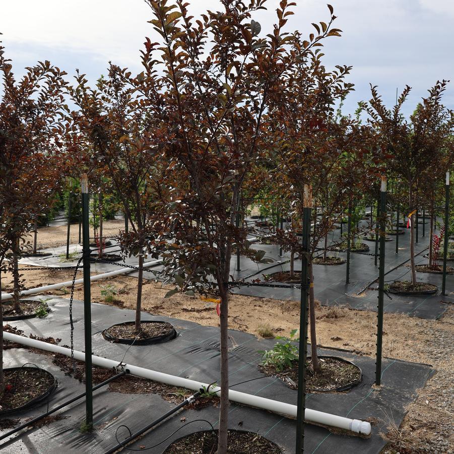 Prunus cerasifera Newport
